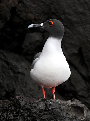 Swallow-tailed Gull (Creagrus furcatus)