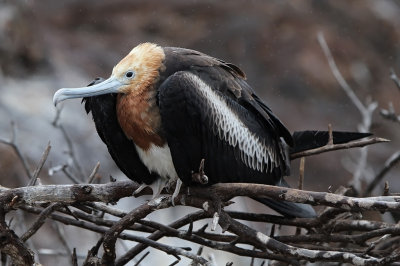 Great Frigatebird - Fregata minor ssp. ridgwayi