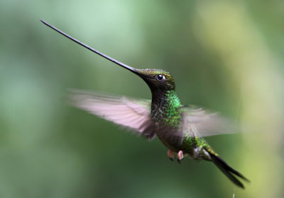 Sword-billed Hummingbird (Ensifera ensifera)