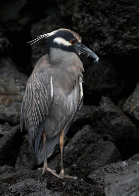 Yellow-crowned Night Heron - Nyctanassa violacea ssp. pauper
