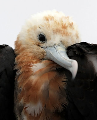 Great Frigatebird - Fregata minor ssp. ridgwayi