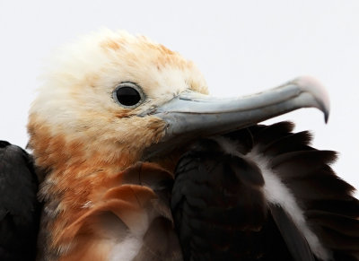 Great Frigatebird - Fregata minor ssp. ridgwayi