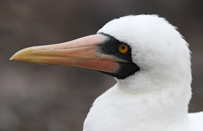Nazca Booby (Sula granti)