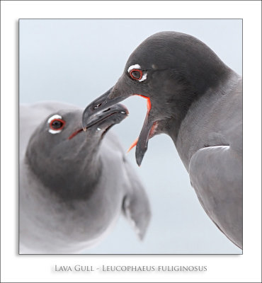 Lava Gull - Leucophaeus fuliginosus