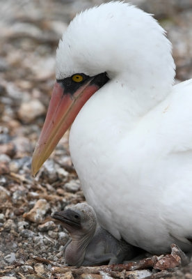 Nazca Booby (Sula granti)