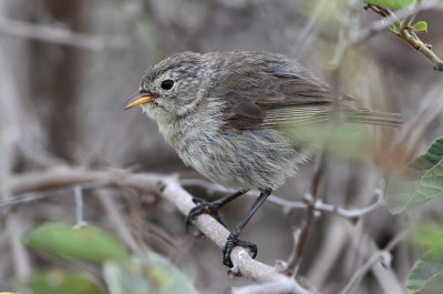 Grey Warbler-Finch (Certhidea fusca)