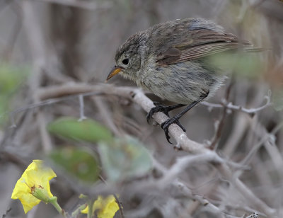 Grey Warbler-Finch (Certhidea fusca)