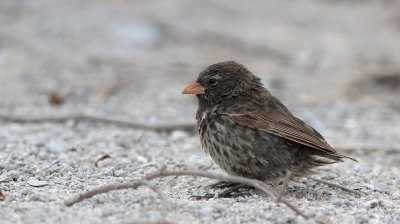 Sharp-beaked Ground Finch - Geospiza difficilis ssp. difficilis