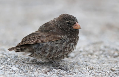 Sharp-beaked Ground Finch - Geospiza difficilis ssp. difficilis
