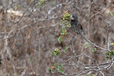 Large Ground Finch (Geospiza magnirostris)