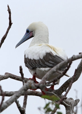 Red-footed Booby (Sula sula) ssp. websteri