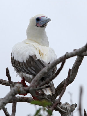 Red-footed Booby (Sula sula) ssp. websteri