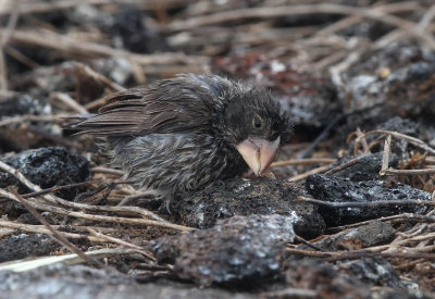 Large Ground Finch (Geospiza magnirostris)