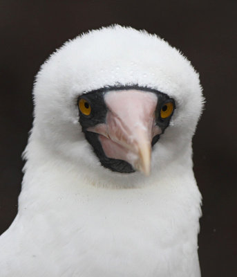Nazca Booby (Sula granti)