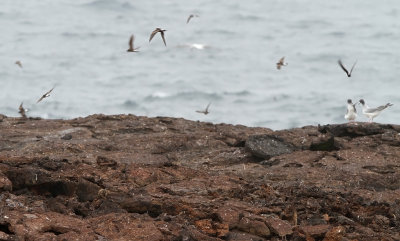 Short-eared Owl (Asio flammeus) ssp. galapagoensis
