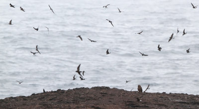 Short-eared Owl (Asio flammeus) ssp. galapagoensis