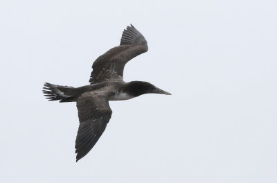 Nazca Booby (Sula granti) juvenile