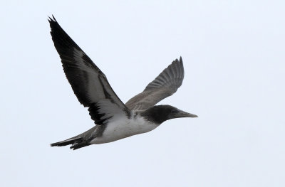 Nazca Booby (Sula granti) juvenile