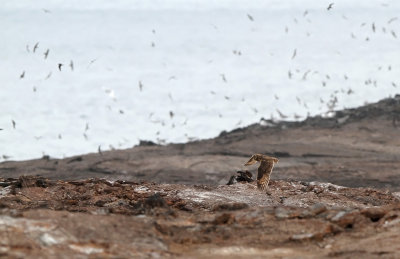 Short-eared Owl (Asio flammeus) ssp. galapagoensis