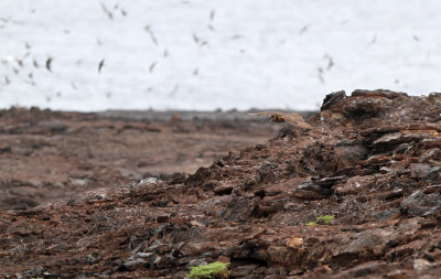 Short-eared Owl (Asio flammeus) ssp. galapagoensis