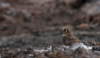 Short-eared Owl (Asio flammeus) ssp. galapagoensis