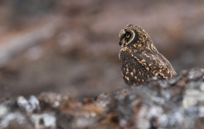 Short-eared Owl (Asio flammeus) ssp. galapagoensis