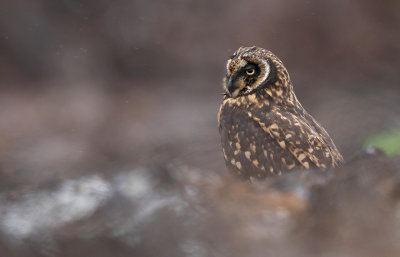 Short-eared Owl (Asio flammeus) ssp. galapagoensis