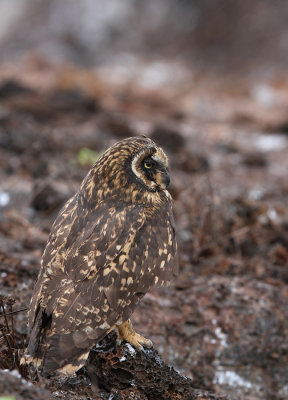 Short-eared Owl (Asio flammeus) ssp. galapagoensis