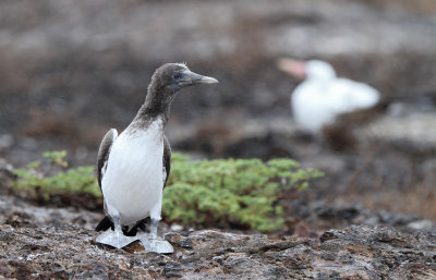 Nazca Booby (Sula granti) juvenile
