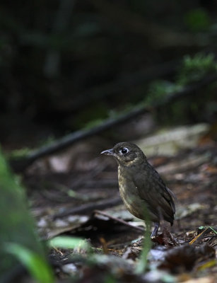 Plain-backed Antpitta (Grallaria haplonota) ssp. chaplinae