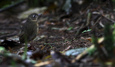 Plain-backed Antpitta (Grallaria haplonota) ssp. chaplinae