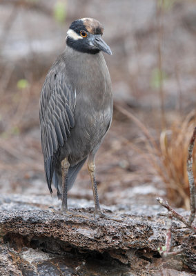 Yellow-crowned Night Heron - Nyctanassa violacea ssp. pauper
