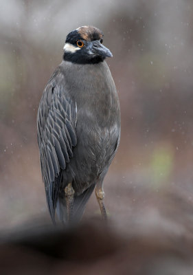 Yellow-crowned Night Heron - Nyctanassa violacea ssp. pauper