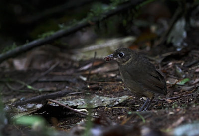 Plain-backed Antpitta (Grallaria haplonota) ssp. chaplinae