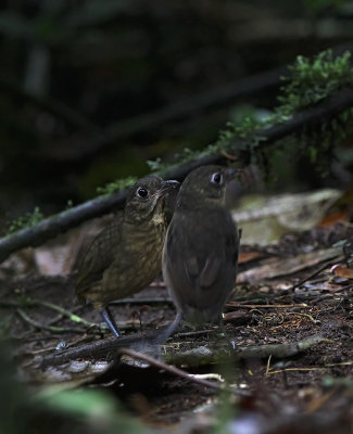Plain-backed Antpitta (Grallaria haplonota) ssp. chaplinae