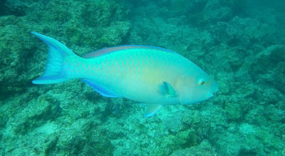 Blue Chin Parrotfish (Scarus ghobban)