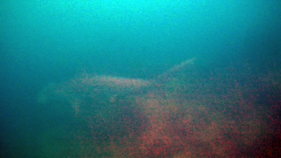 Scalloped Hammerhead - Sphyrna lewini