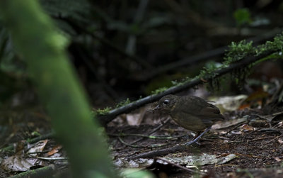 Plain-backed Antpitta (Grallaria haplonota) ssp. chaplinae