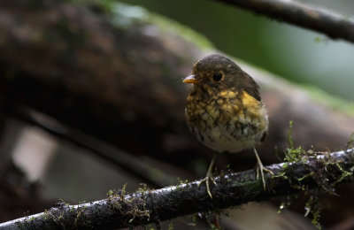Ochre-breasted Antpitta (Grallaricula flavirostris)
