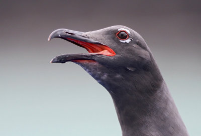 Lava Gull (Leucophaeus fuliginosus)