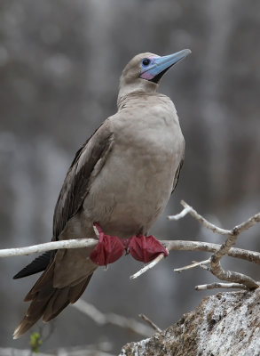Red-footed Booby (Sula sula)