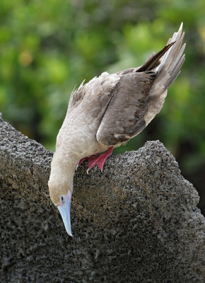 Red-footed Booby (Sula sula)
