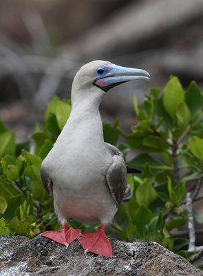 Red-footed Booby (Sula sula)