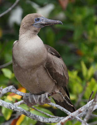 Red-footed Booby (Sula sula)