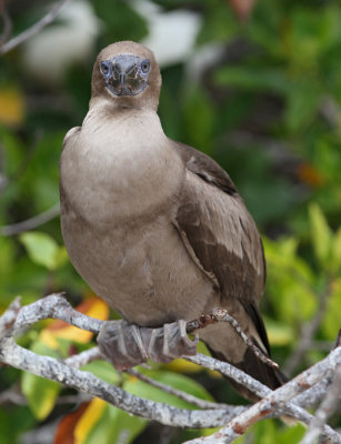 Red-footed Booby (Sula sula)