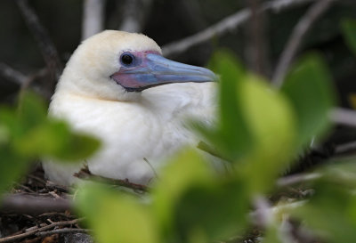 Red-footed Booby (Sula sula) white morph