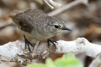 Grey Warbler-Finch (Certhidea fusca)