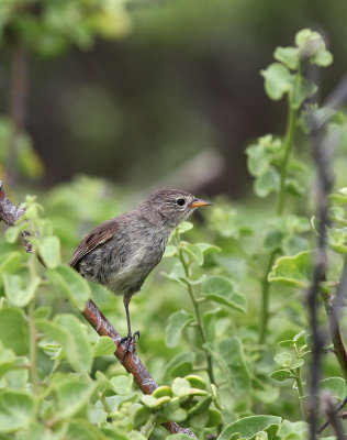 Grey Warbler-Finch (Certhidea fusca)