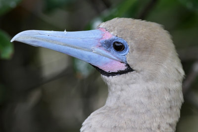 Red-footed Booby (Sula sula)