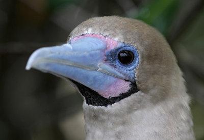 Red-footed Booby (Sula sula)